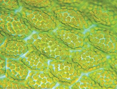 科学家发现自然界的纳米药物可能有助于未来药物的设计